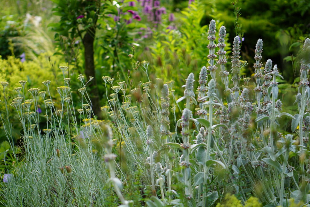 Naturnahes Staudenbeet mit silberlaubigen Stauden und sommerblühenden Blütenstauden.